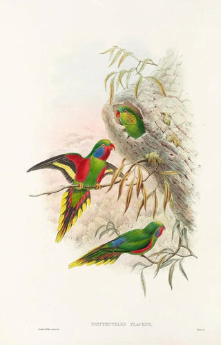John Gould - The Birds of New Guinea and the adjacent Papuan islands Pl20.webp