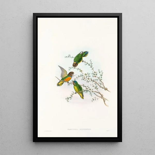 John Gould - The Birds of New Guinea and the adjacent Papuan islands Pl23.webp