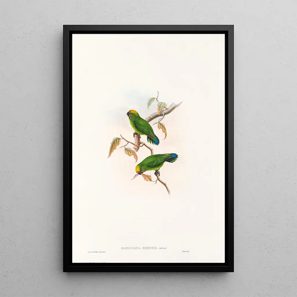 John Gould - The Birds of New Guinea and the adjacent Papuan islands Pl27.webp