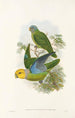 De vogels van Nieuw-Guinea en de aangrenzende Papoea-eilanden Pl28 - John Gould — weergave van het kunstwerk