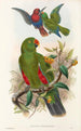 De vogels van Nieuw-Guinea en de aangrenzende Papoea-eilanden Pl31 - John Gould — weergave van het kunstwerk