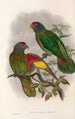 De vogels van Nieuw-Guinea en de aangrenzende Papoea-eilanden Pl38 - John Gould — weergave van het kunstwerk