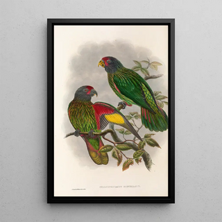 John Gould - The Birds of New Guinea and the adjacent Papuan islands Pl38.webp