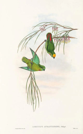 John Gould - The Birds of New Guinea and the adjacent Papuan islands Pl43.webp