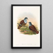 De vogels van Nieuw-Guinea en de aangrenzende Papoea-eilanden Pl49 - John Gould — ingelijst kunstwerk aan de muur