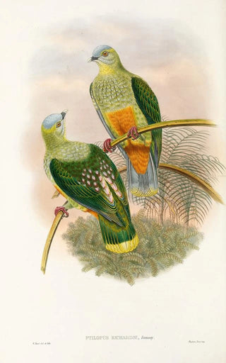 John Gould - The Birds of New Guinea and the adjacent Papuan islands Pl53.webp