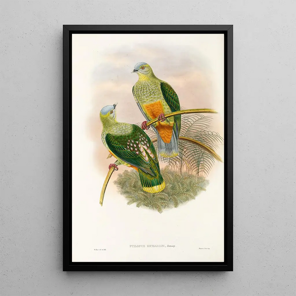 John Gould - The Birds of New Guinea and the adjacent Papuan islands Pl53.webp