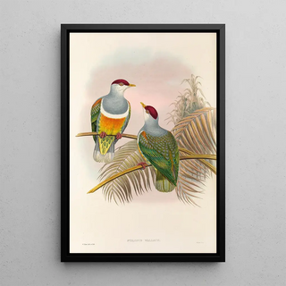 John Gould - The Birds of New Guinea and the adjacent Papuan islands Pl55.webp