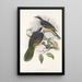 De vogels van Nieuw-Guinea en de aangrenzende Papoea-eilanden Pl56 - John Gould — ingelijst kunstwerk aan de muur