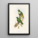 De vogels van Nieuw-Guinea en de aangrenzende Papoea-eilanden Pl59 - John Gould — ingelijst kunstwerk aan de muur