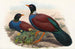 De vogels van Nieuw-Guinea en de aangrenzende Papoea-eilanden Pl61 - John Gould — weergave van het kunstwerk
