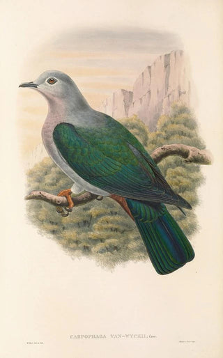 John Gould - The Birds of New Guinea and the adjacent Papuan islands Pl64.webp