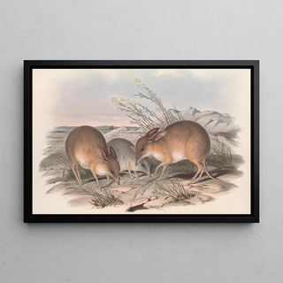 John Gould - The mammals of Australia Pl006.webp