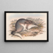 De zoogdieren van Australië Pl007 - John Gould — ingelijst kunstwerk aan de muur