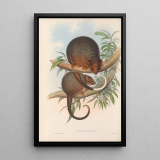 John Gould - The mammals of Australia Pl018.webp