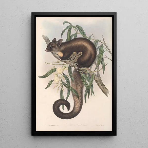 John Gould - The mammals of Australia Pl021.webp
