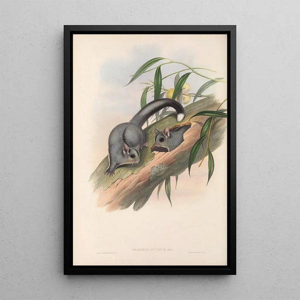 John Gould - The mammals of Australia Pl024.webp