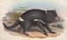 Les mammifères d'Australie Pl027 - John Gould — artwork view
