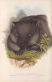 Les mammifères d'Australie Pl033 - John Gould — weergave van het kunstwerk