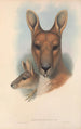 Les mammifères d'Australie Pl044 - John Gould — weergave van het kunstwerk