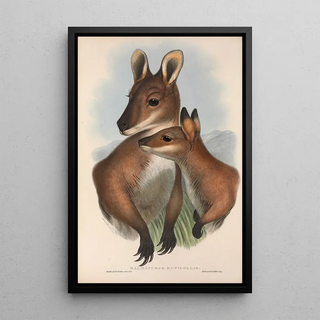 John Gould - The mammals of Australia Pl050.webp