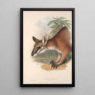 John Gould - The mammals of Australia Pl062.webp