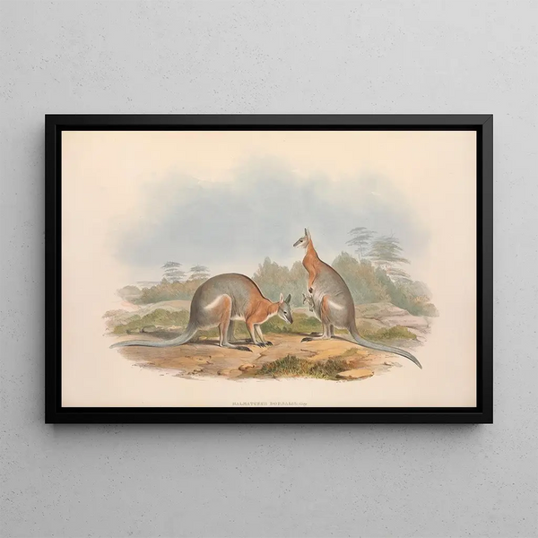 John Gould - The mammals of Australia Pl063.webp