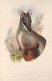 De zoogdieren van Australië Pl075 - John Gould — weergave van het kunstwerk