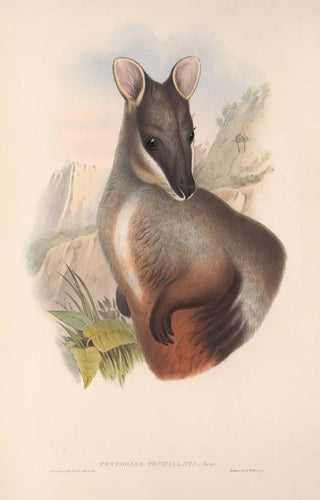 John Gould - The mammals of Australia Pl075.webp