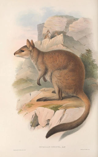John Gould - The mammals of Australia Pl084.webp
