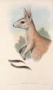 De zoogdieren van Australië Pl088 - John Gould — weergave van het kunstwerk