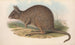 De zoogdieren van Australië Pl093 - John Gould — weergave van het kunstwerk
