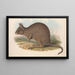 De zoogdieren van Australië Pl093 - John Gould — ingelijst kunstwerk aan de muur