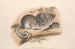 De zoogdieren van Australië, Pl. 107 - John Gould — weergave van het kunstwerk