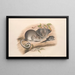 De zoogdieren van Australië, Pl. 107 - John Gould — ingelijst kunstwerk aan de muur