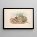 De zoogdieren van Australië Pl116 - John Gould — ingelijst kunstwerk aan de muur