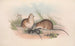 De zoogdieren van Australië Pl120 - John Gould — weergave van het kunstwerk