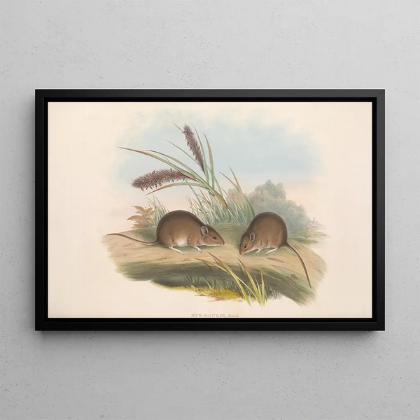 John Gould - The mammals of Australia Pl125.webp