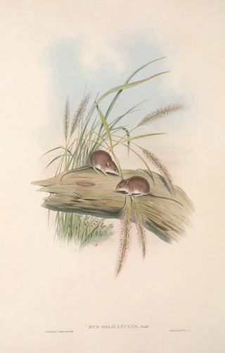 John Gould - The mammals of Australia Pl129.webp