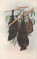 De zoogdieren van Australië Pl136 - John Gould — weergave van het kunstwerk