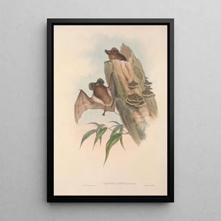 John Gould - The mammals of Australia Pl137.webp