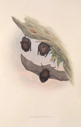 John Gould - The mammals of Australia Pl147.webp