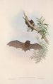 Les mammifères d'Australie Pl148 - John Gould — weergave van het kunstwerk