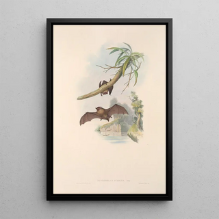 John Gould - The mammals of Australia Pl152.webp