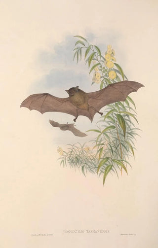 John Gould - The mammals of Australia Pl154.webp