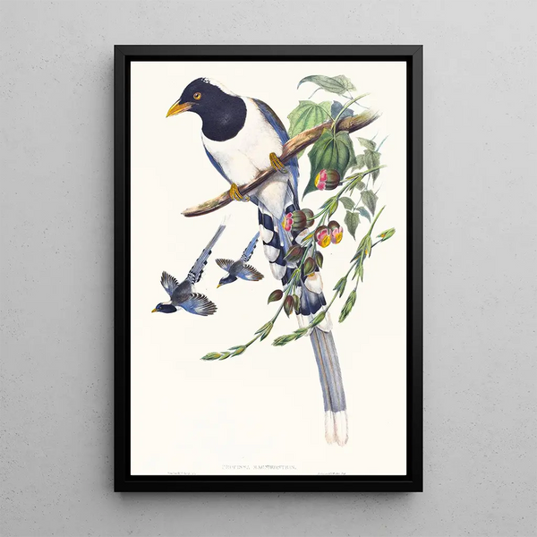 John Gould - Urocissa magnirostris.webp