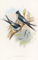 Martinet arboricole de Wallace - John Gould — weergave van het kunstwerk