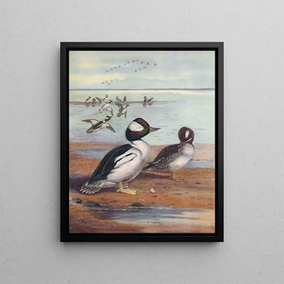 John Guille Millais - BuffleHeaded Duck.webp