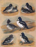 Pluimen van de eendvogels met ooggoud - John Guille Millais — weergave van het kunstwerk
