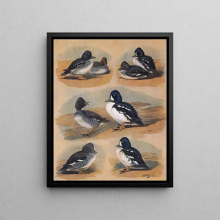 John Guille Millais - Plumages Of Barrows GoldenEye.webp